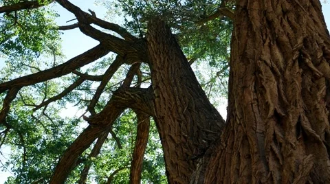 Panning Through A Massive Cottonwood Tree Stock Footage 54076366