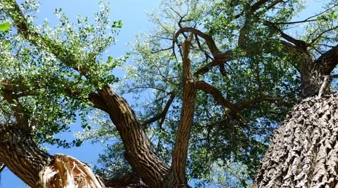 Panning Through A Massive Cottonwood Tree Stock Footage 54076387