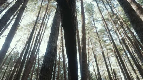 Panning through moody sunset forest isle closed in by vast pine trees Stock Footage 142299966
