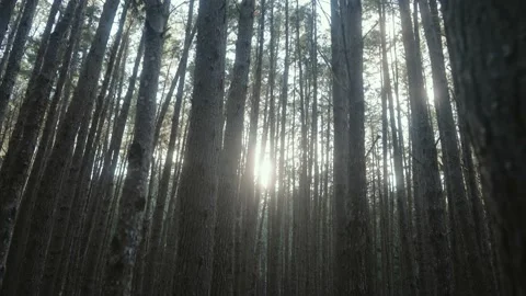 Panning through moody sunset forest isle at Olinda Forest Maui Stock Footage 142301952