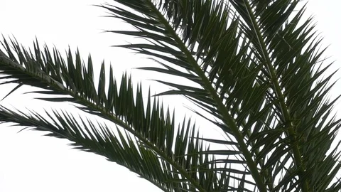 Panning through palm leaves Stock Footage 82909270