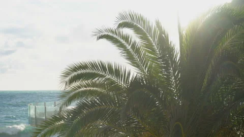 Panning through palm leaves Stock Footage 85477631
