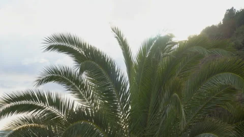 Panning through palm leaves Stock Footage 85495550