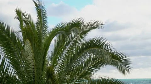Panning through palm leaves Stock Footage 85500196