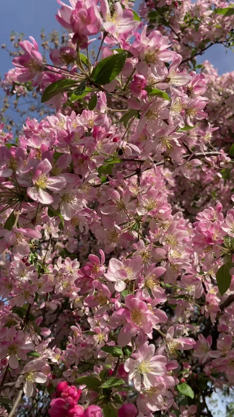 Panning Through Pink Flowering Tree Canopy Under Blue Sky Stock Footage 336343890