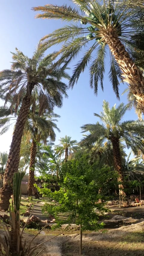 Panning Through a Sunlit Palm Tree Oasis Vídeo Stock 337241267