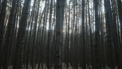 Panning through tall ancient pine tree forest at Olinda Forest Maui Stock Footage 142302655