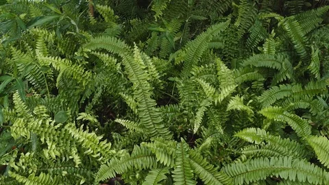 Panning through a thick forest with thick broken foliage Video stock 78217503