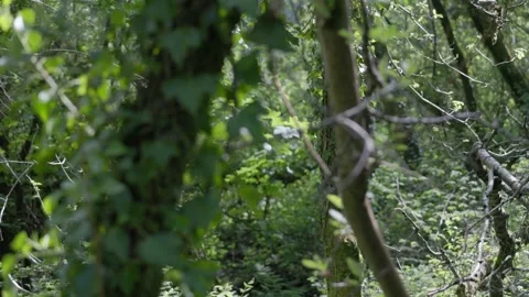 Panning Through Trees on a Sunny Day Stock Footage 274901188