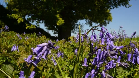Panning time lapse panning shot bluebells by oak tree uk Stock Footage 129876171