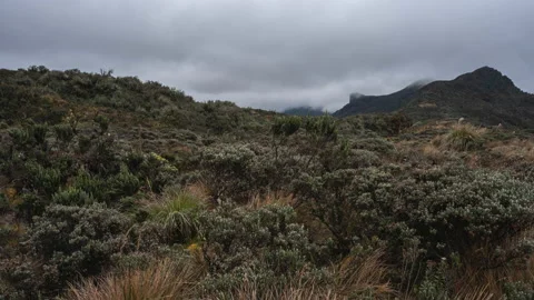 Panning time lapse view of paramo vegetation at 4,000m altitude in Ecuador Vídeo Stock 139315866
