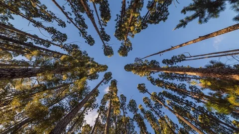 Panning time lapse wide angle perspective looking up through pine trees Stock Footage 93506122