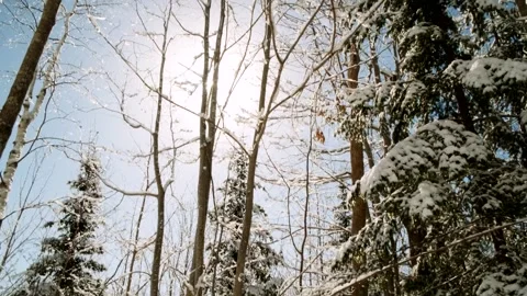 Panning up toward the clear blue sky on a winters day Stock Footage 265900036