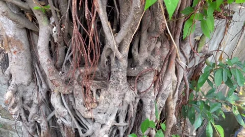 Panning tracking footage of massive tree trunk Vídeo Stock 344127081