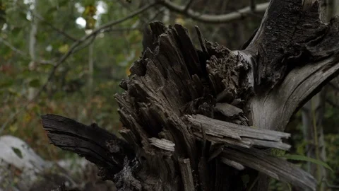 Panning Tracking Old Tree Roots Stock Footage 94845044