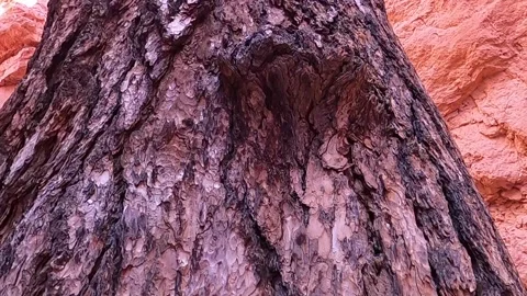 Panning up tree in canyon Video stock 205735458