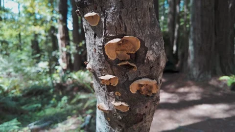 Panning up a tree in the forest with mushrooms on the trunk Stock Footage 310702882
