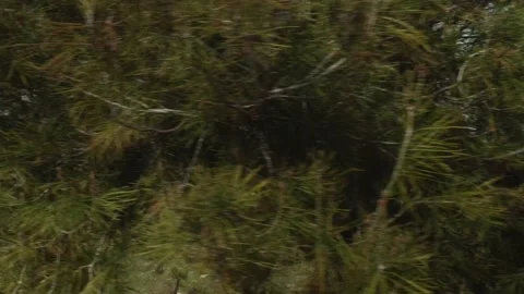 Panning from tree to forest park Video stock 150308340