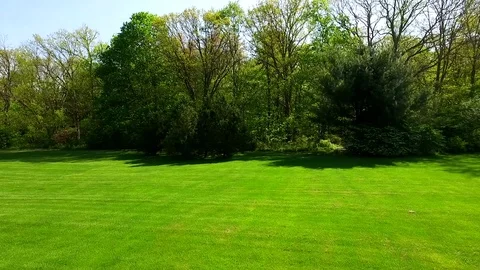 Panning Tree Line Video stock 77630944