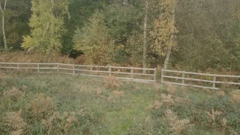 Panning up trees Stock Footage 93398815