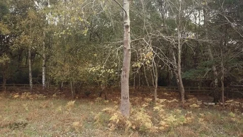 Panning up trees Stock Footage 93398828