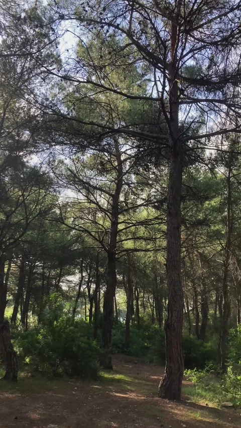 Panning from Trees to Forest (Vertical Video) Stock Footage 300304182