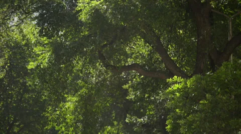 Panning of Trees in the wind Stock Footage 37459094