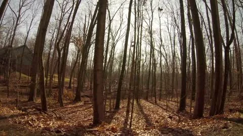 Panning Trees in the Woods Stock Footage 21907294