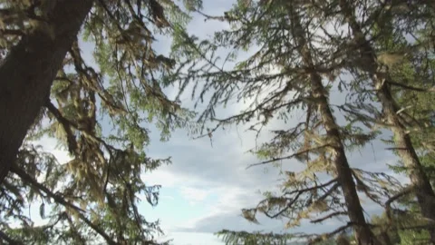 Panning from the treetops to a distant view of the Vishera River Video stock 162944684
