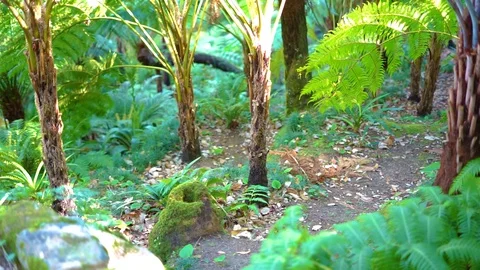 Panning on a tropical jungle Stock Footage 128529287