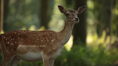 Panning from a Trunk to a Deer Stock Footage 47824363