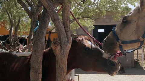 Panning of two horses Stock Footage 81730427