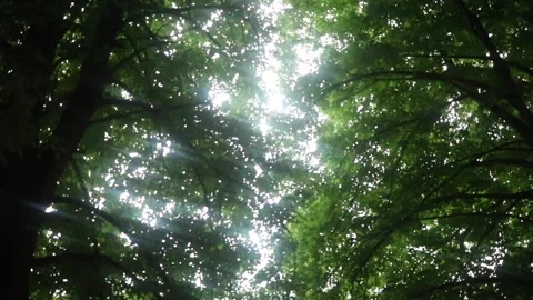 Panning under lush green tree branches with sunlight coming through Stock Footage 170462239