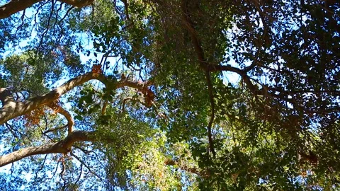 Panning under trees Stock Footage 85486668