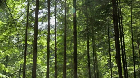 Panning upwards in a forest Stock Footage 8655473