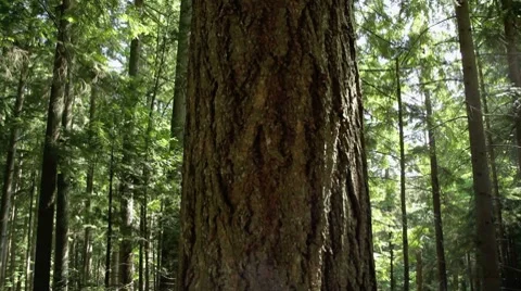 Panning upwards on large fir tree Stockbeeldmateriaal 8655559