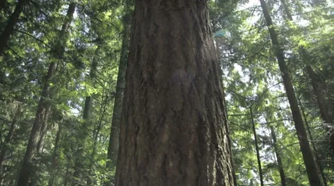 Panning upwards on large fir tree Vídeo Stock 8655574