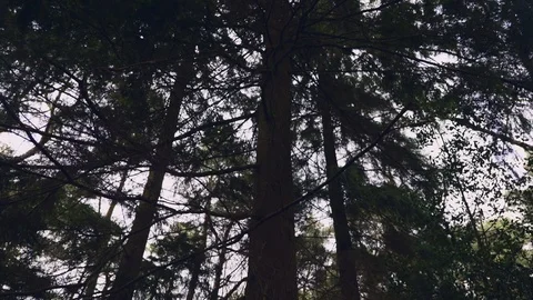 Panning Upwards Shot in Forest Vídeo Stock 126074893
