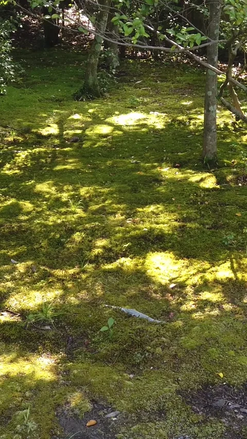 Panning Vertical View of Moss Covered Japanese Garden at Temple Kyoto Japan in Stock Footage 346309586