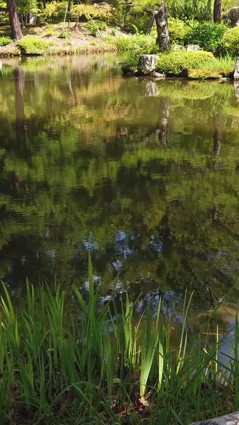 Panning Vertical View of Tranquil Temple Pond and Japanese Garden at Toji In Stock Footage 346310001