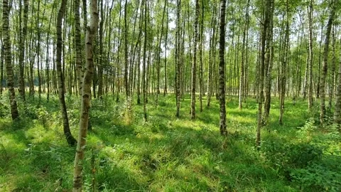 Panning video of a beech forest during summer in a field Stock Footage 166092145