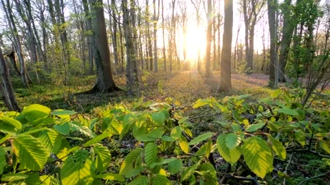 Panning video of beech leaves in a forest during sunset Stock Footage 152969740