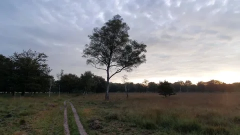 Panning video of a beech standing in a field in the netherlands during sunrise Stock Footage 166092147