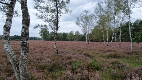 Panning video of beech trees standing in a heather field in the netherlands Stock Footage 166091152