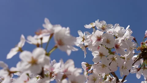 Panning Video of cherry blossoms Stock Footage 162704348