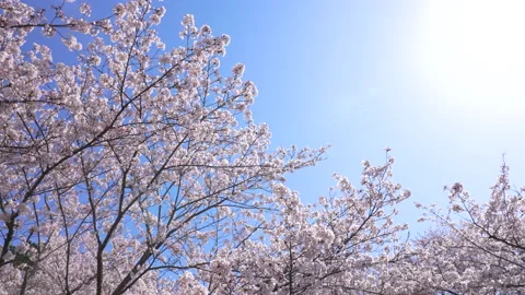 Panning Video of cherry blossoms Stock Footage 162705665