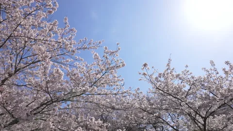 Panning Video of cherry blossoms Stock Footage 164125526