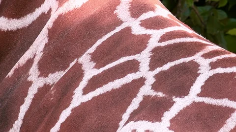 Panning video of giraffe patterned skin Stock Footage 112756440