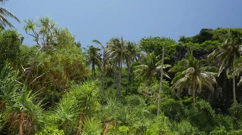 Panning video of nature with tropical rainforest at Thai island Stock Footage 59775086