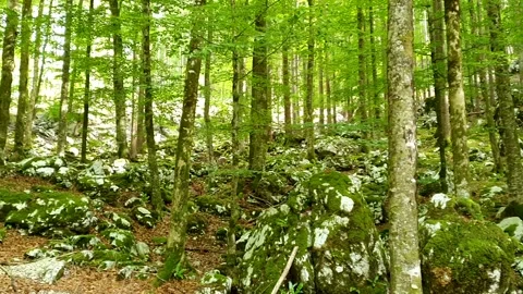 Panning video of an old forest Vídeos de archivo 157318607